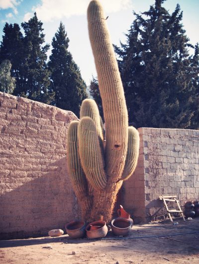 despinar_South-America_02